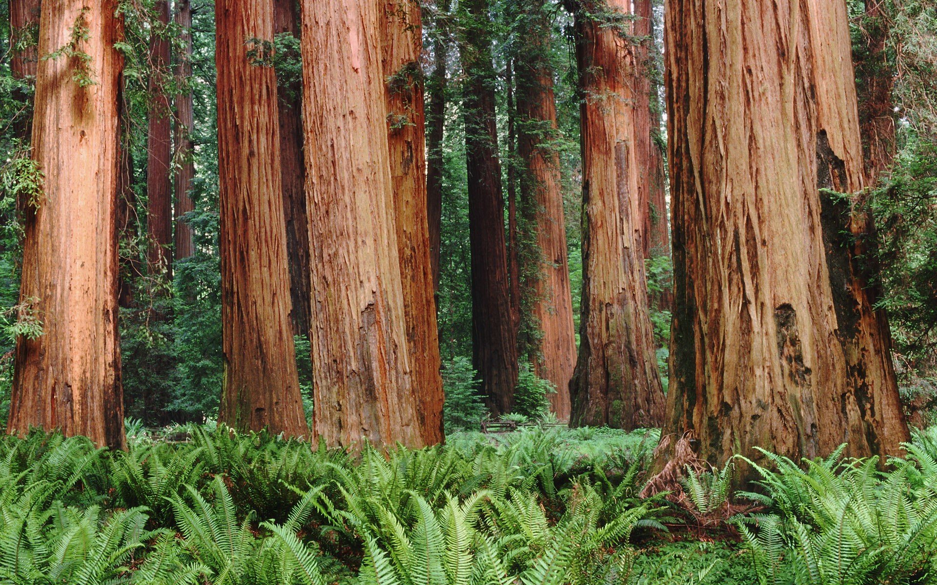 tree forest fern