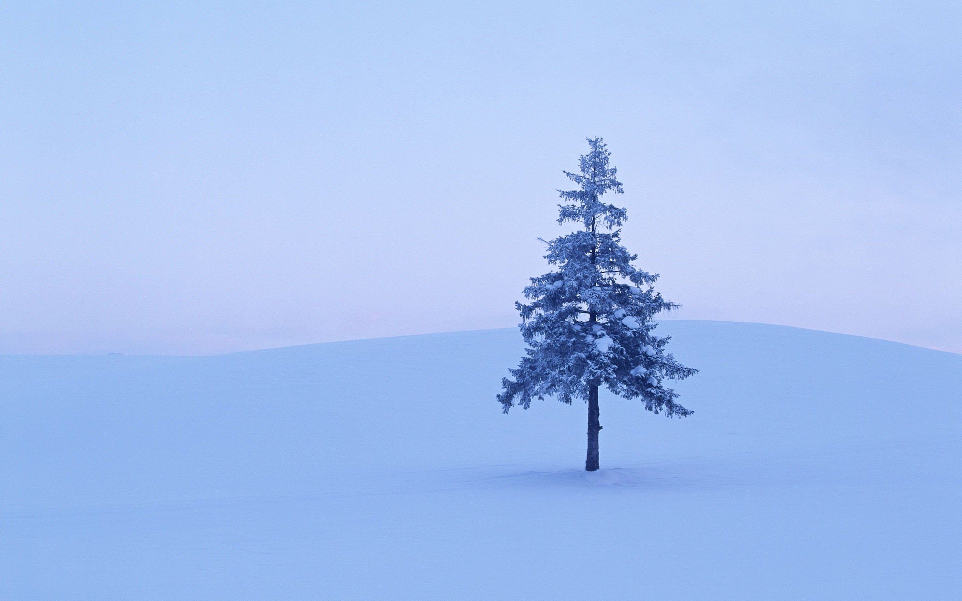 arbre neige hiver