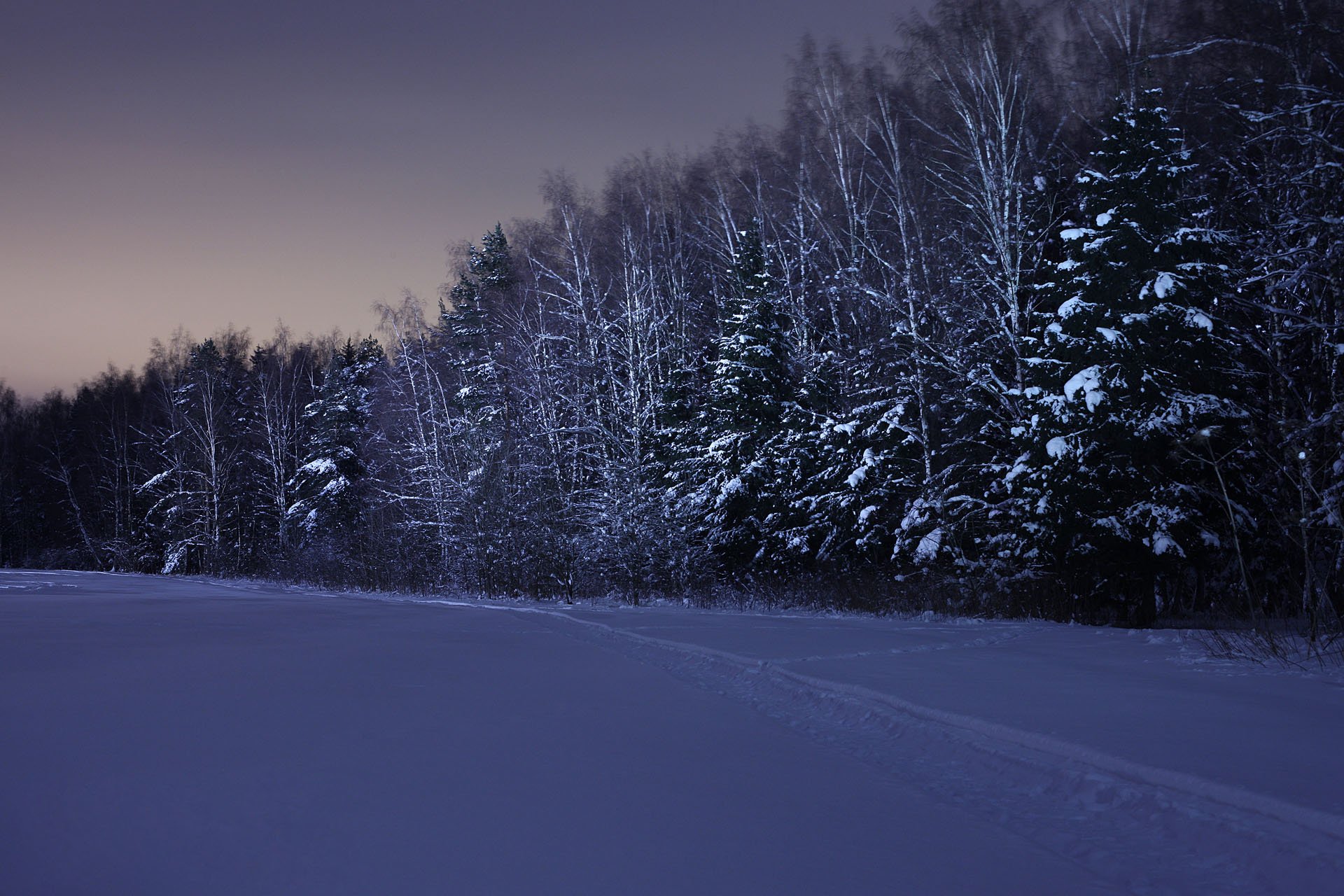 nuit hiver neige forêt