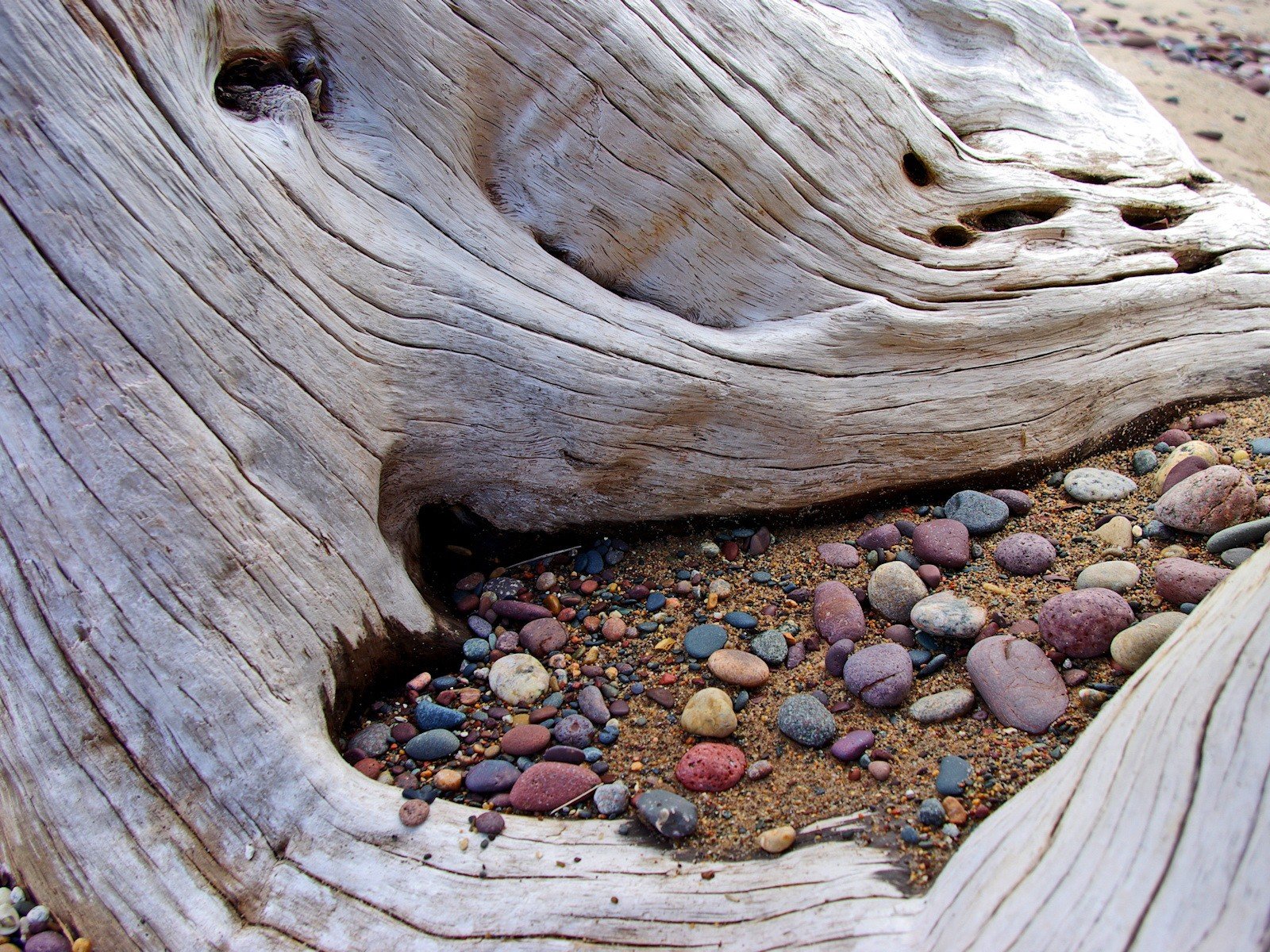 tones sand tree