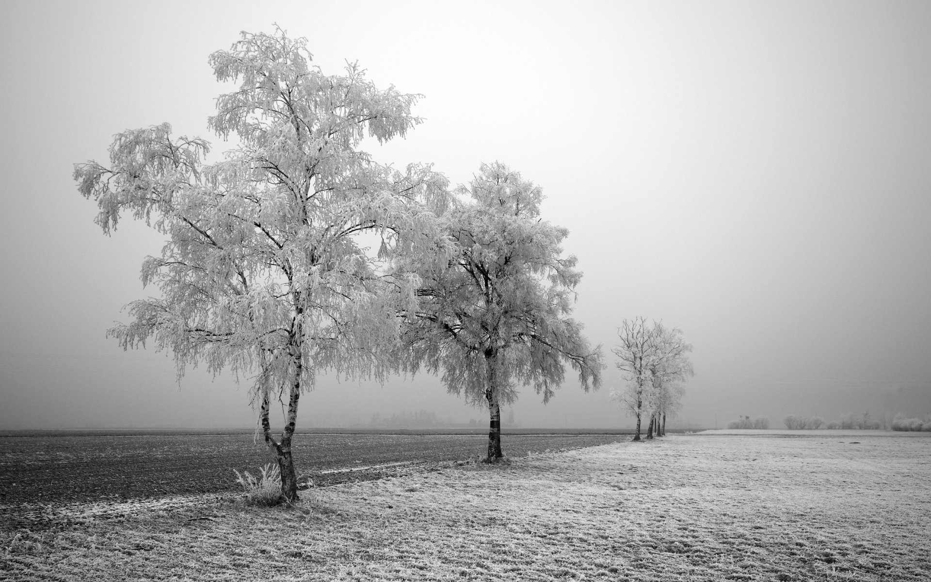 hiver route arbres