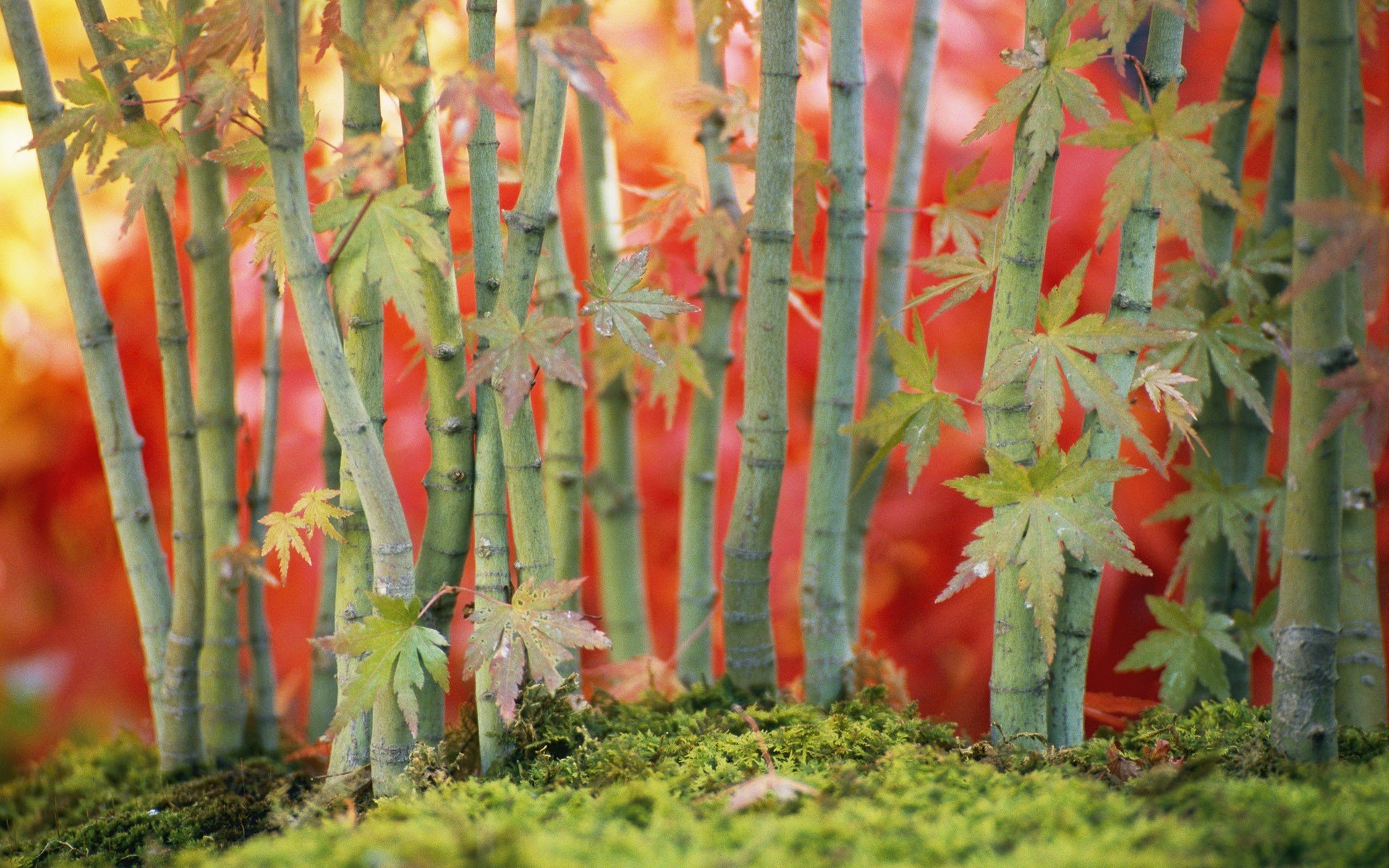 feuilles branches vert