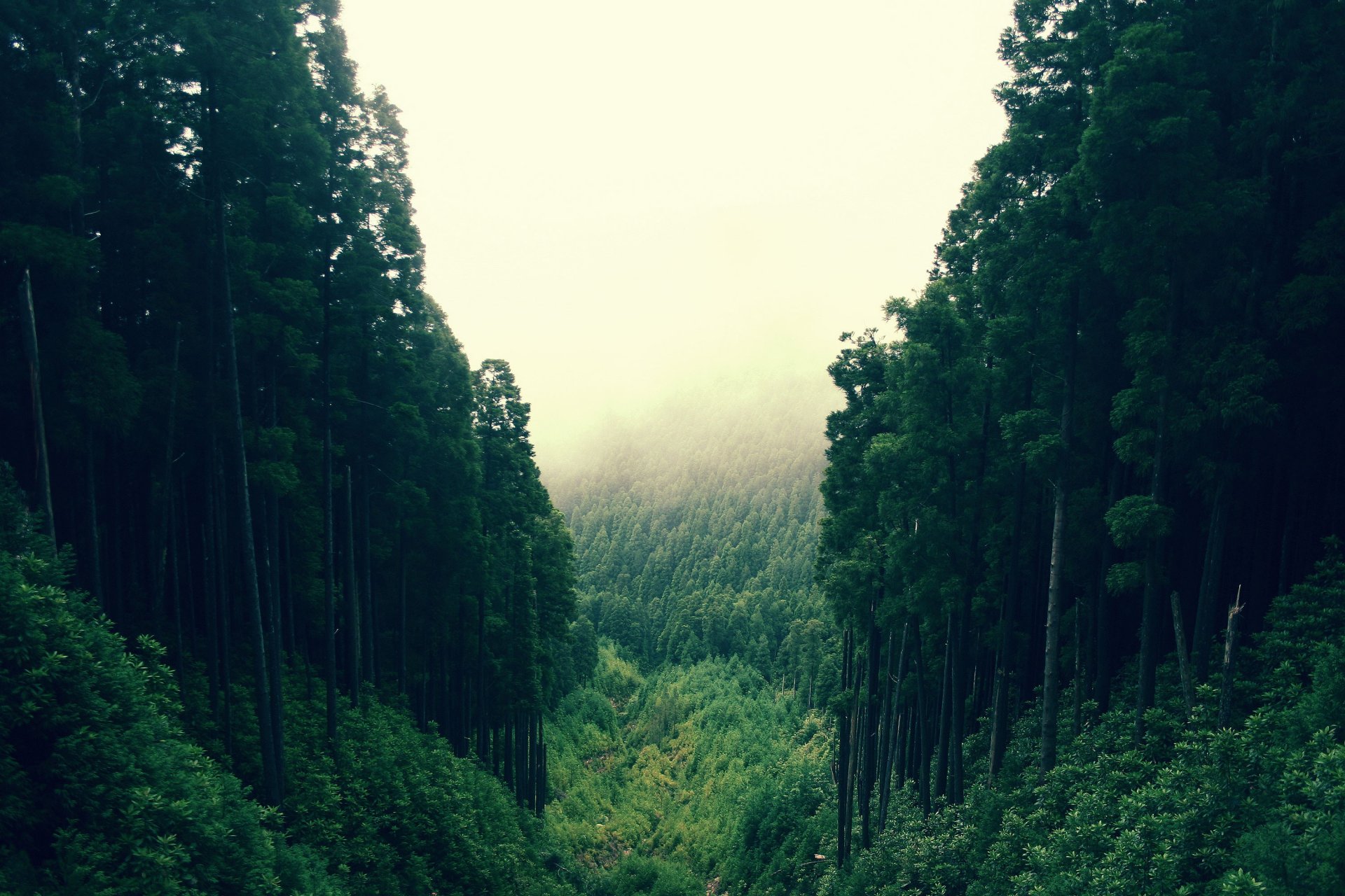 tree forest ravine