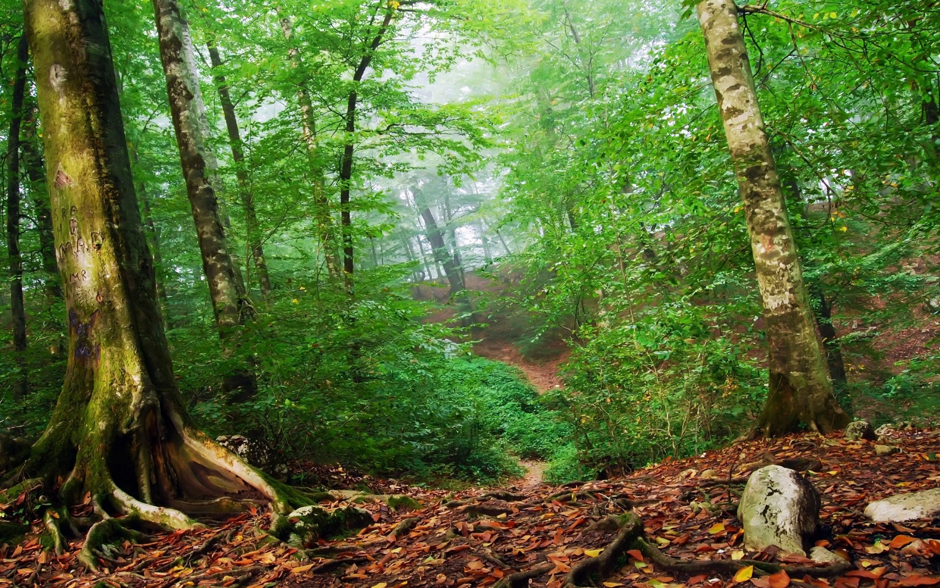 forêt vert feuilles