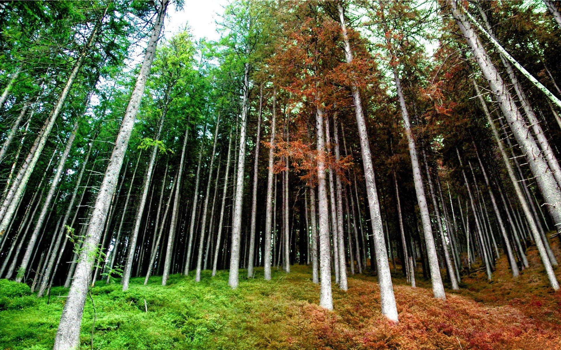 forest spring autumn