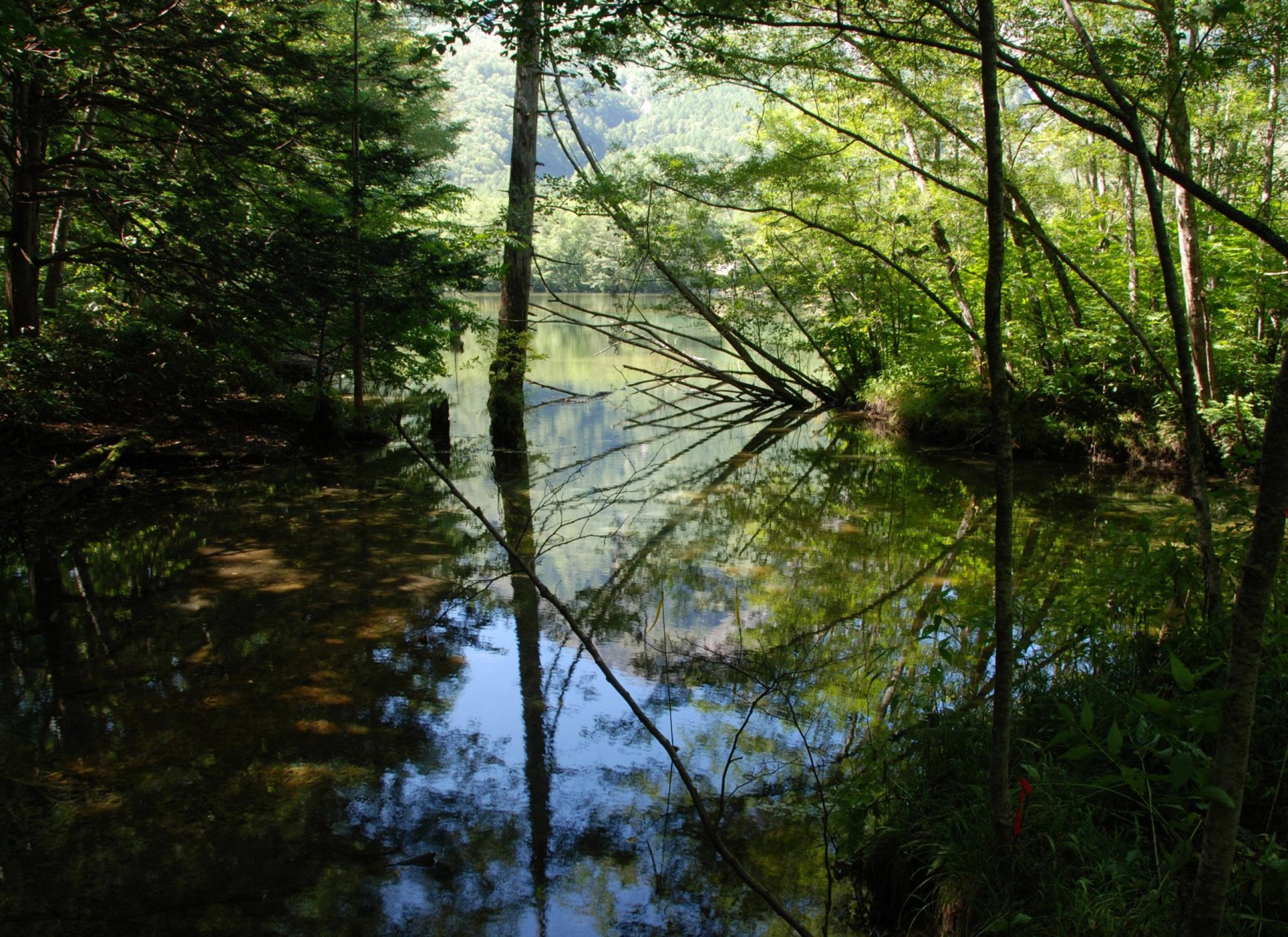 rivière eau réflexion arbres feuilles branches