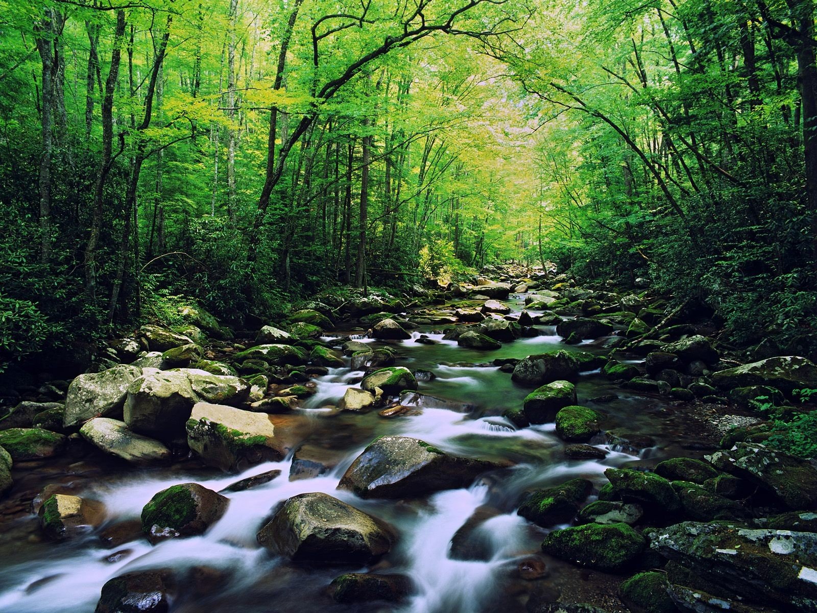 río bosque piedras