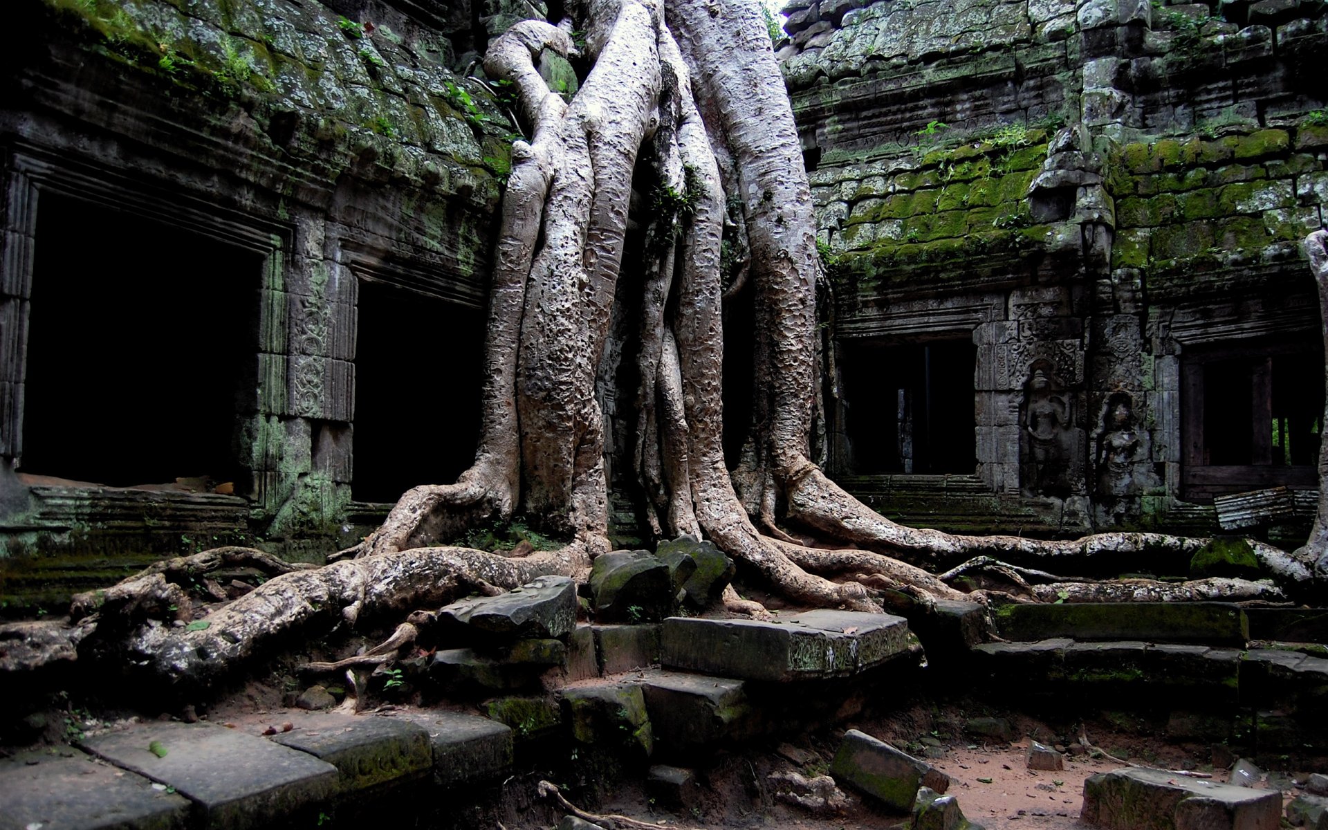 bois ruines pierres structure ruines