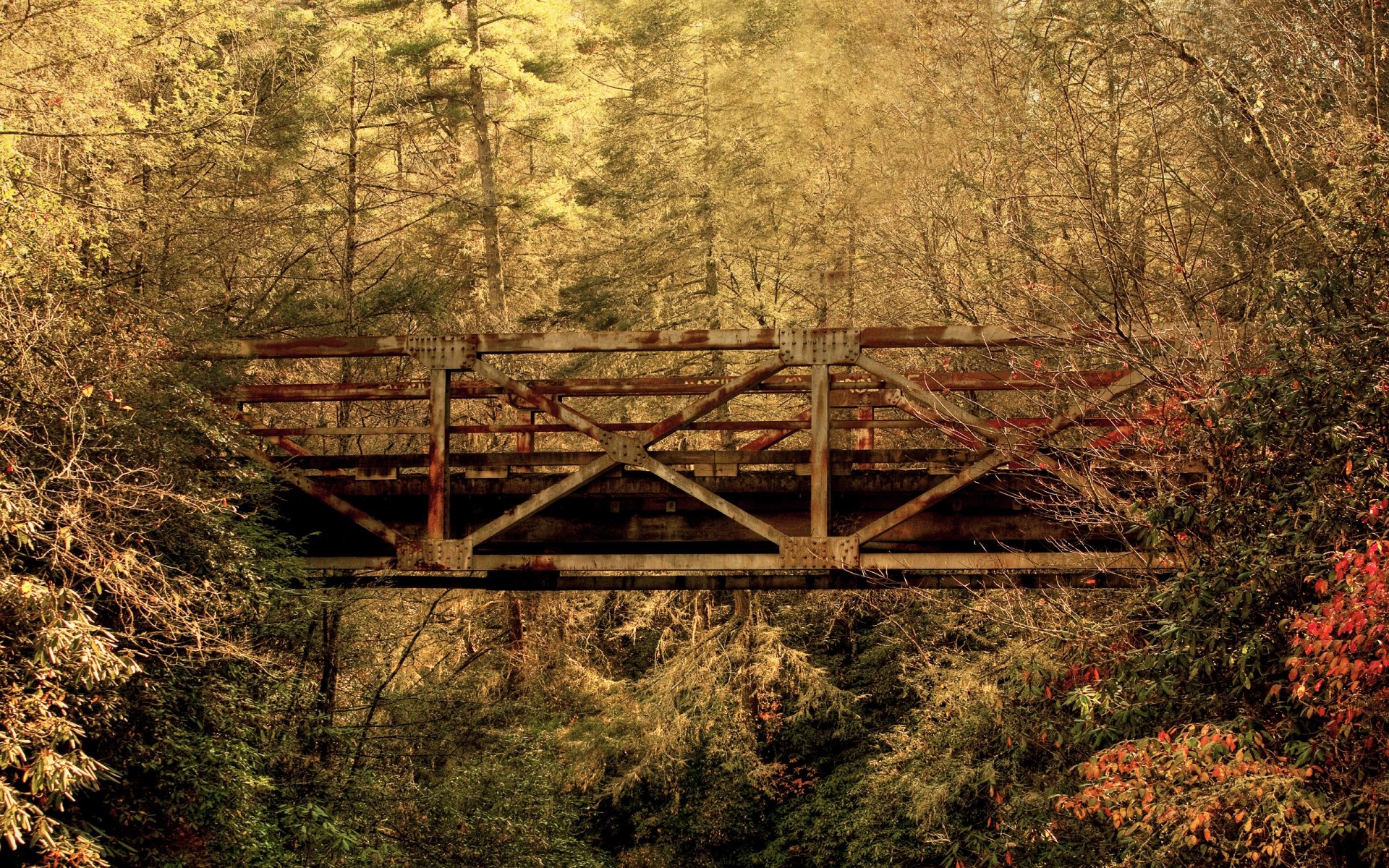 autunno ponte foresta foglie carolina del sud