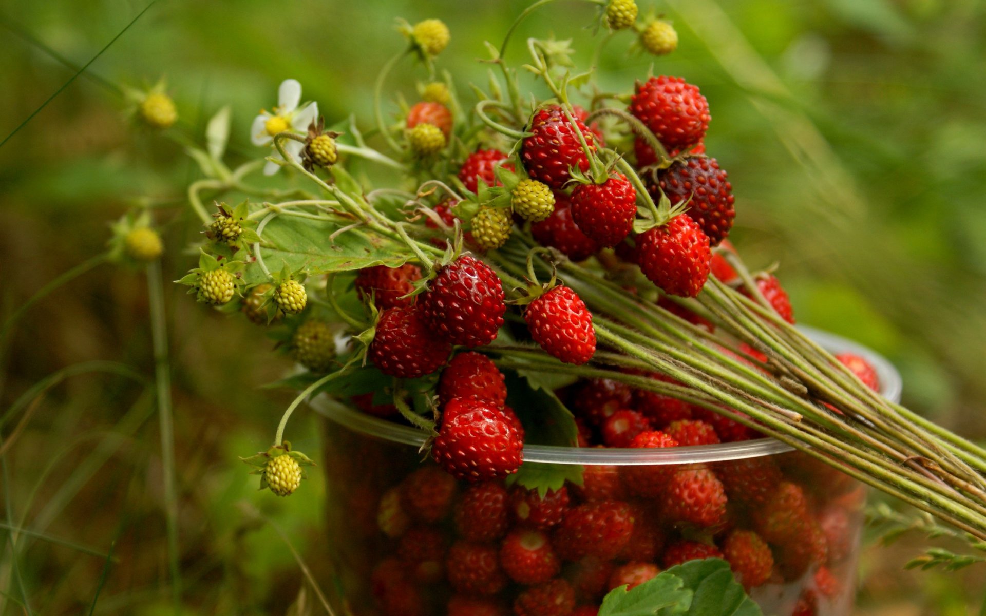 beeren erdbeeren ein glas