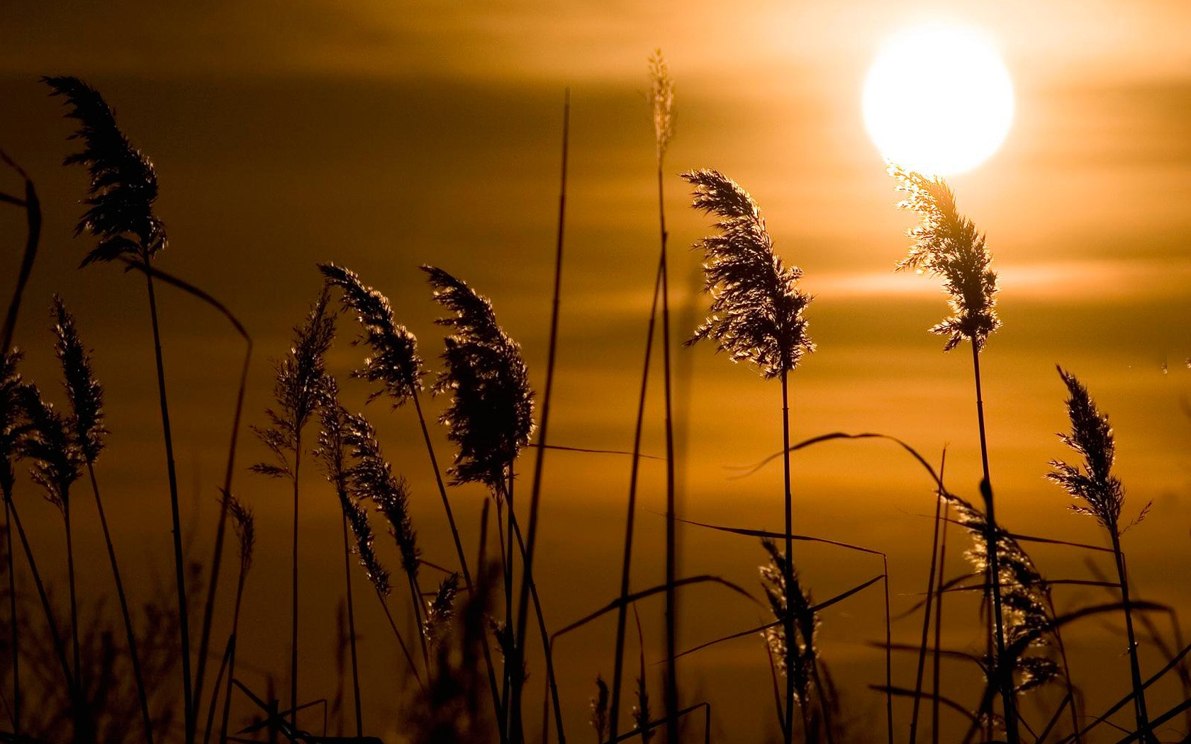 sonnenuntergang sonne schilf gras