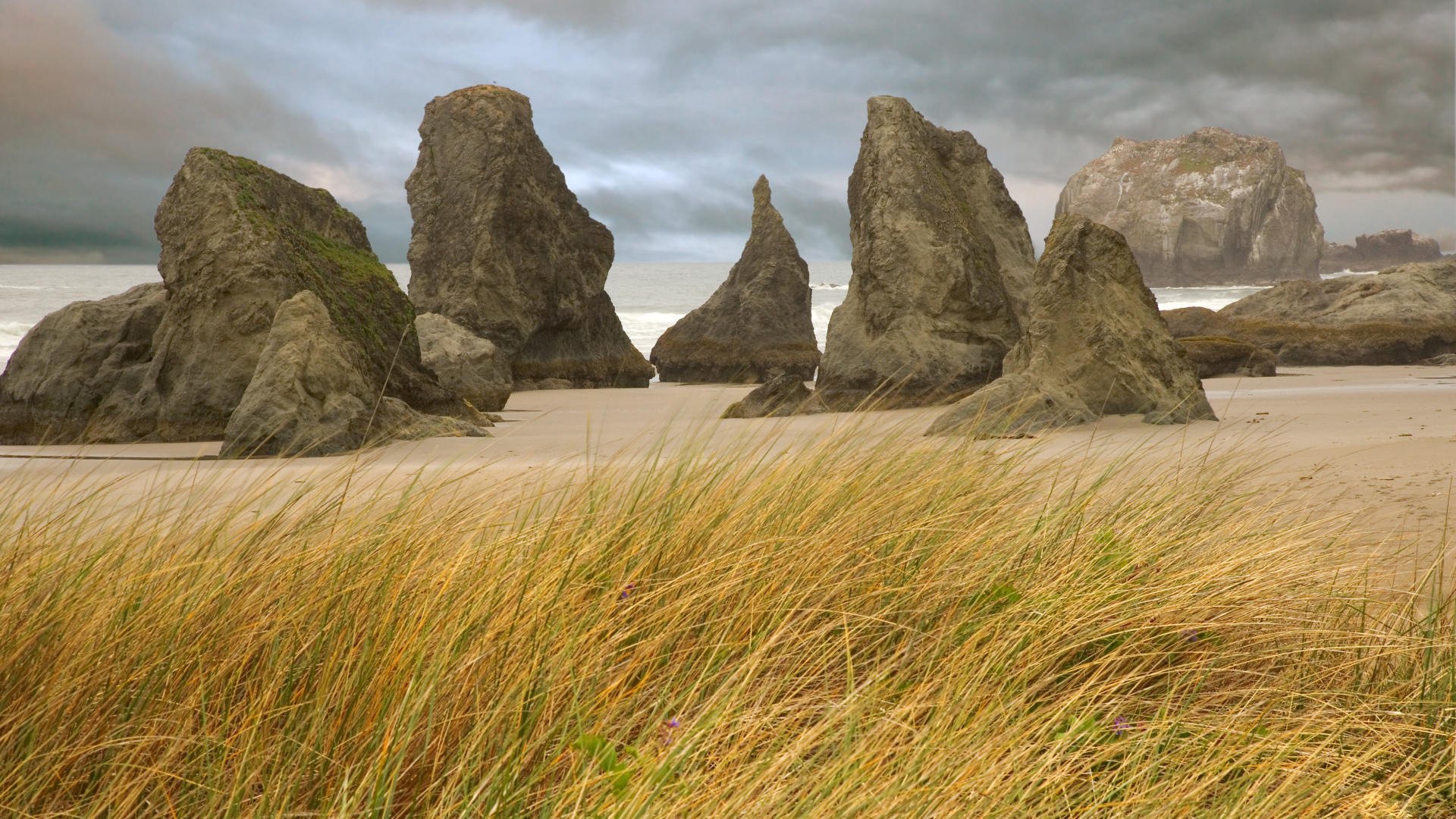 gras felsen ufer