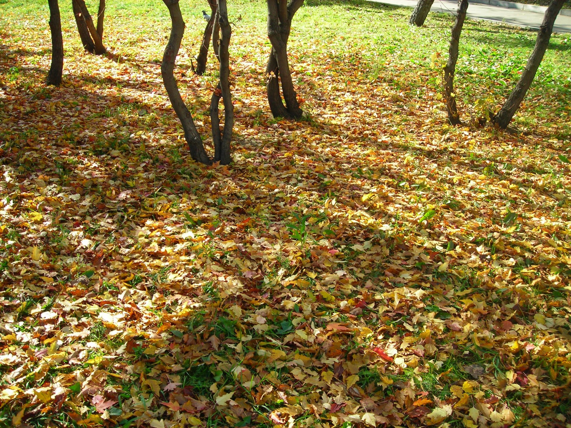 autumn leave