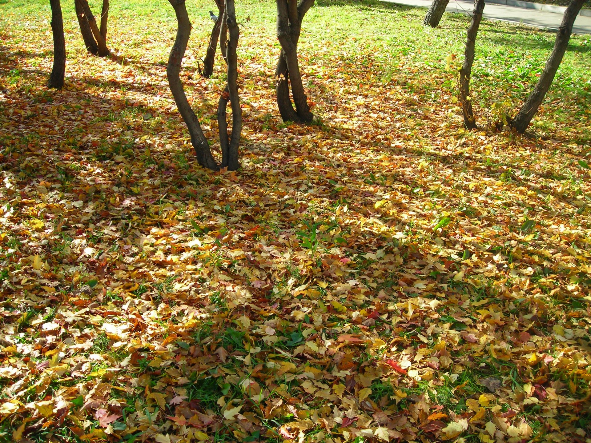 jesień liście