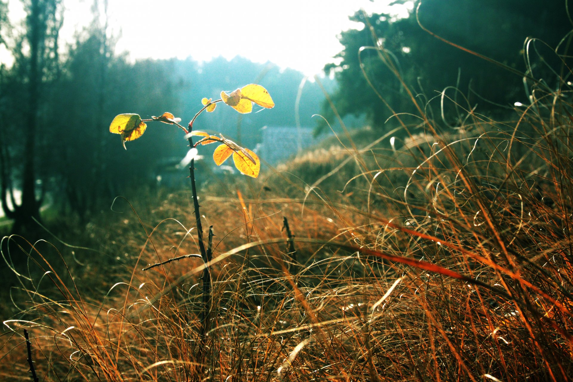 grass leaves autumn