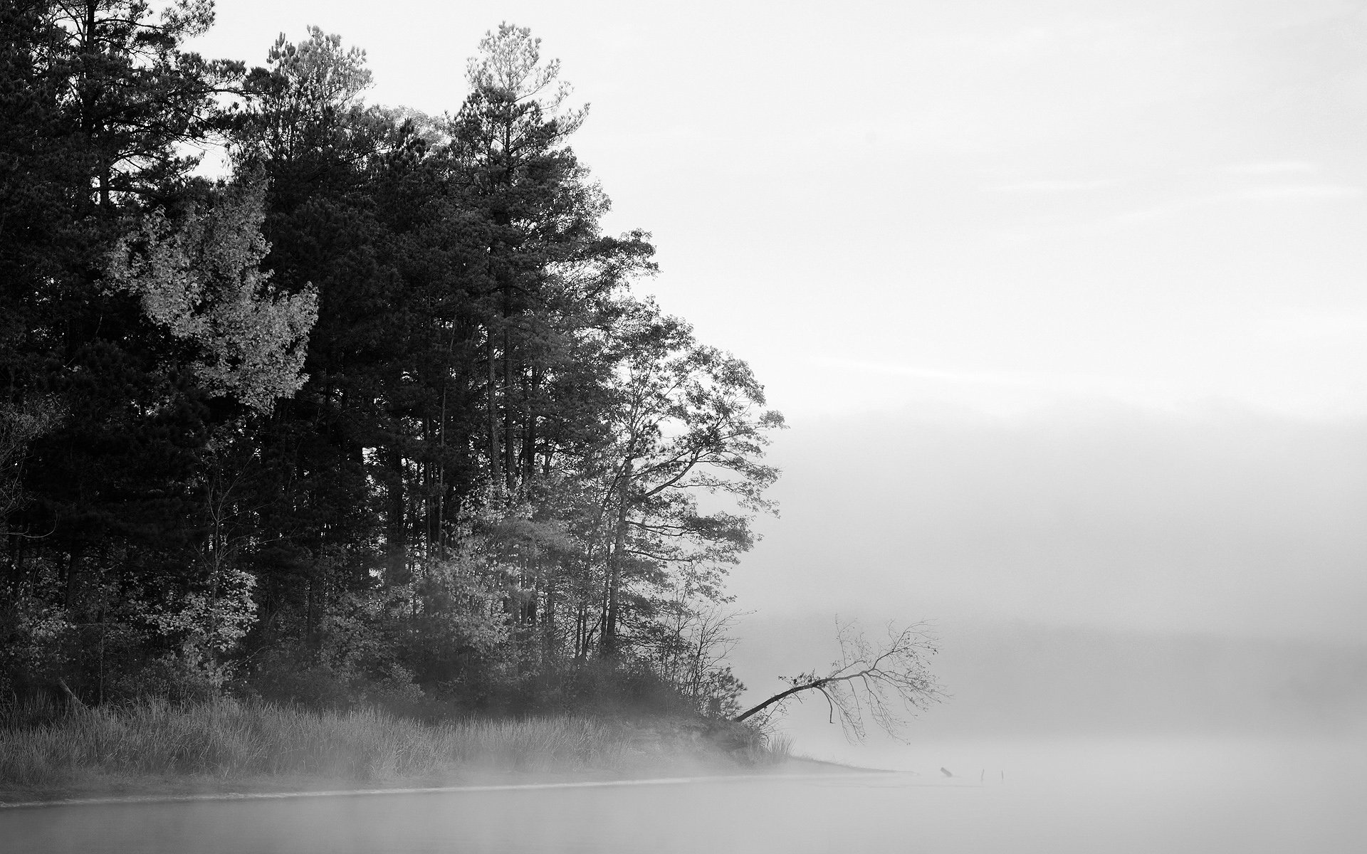 black and white fog forest lake tree water