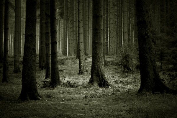 Crepúsculo en el bosque entre los árboles desnudos