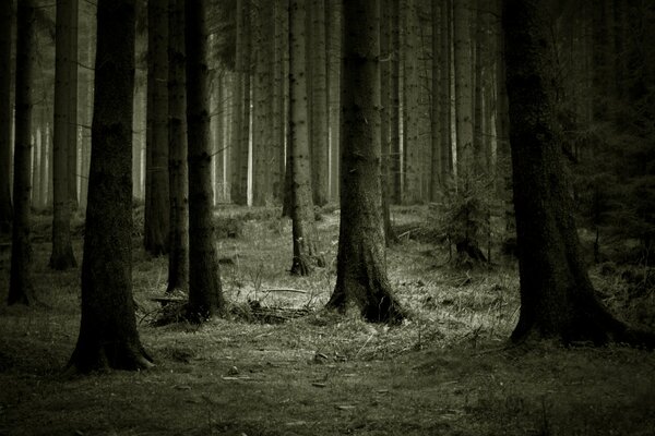 Zmierzch w lesie wśród nagich drzew