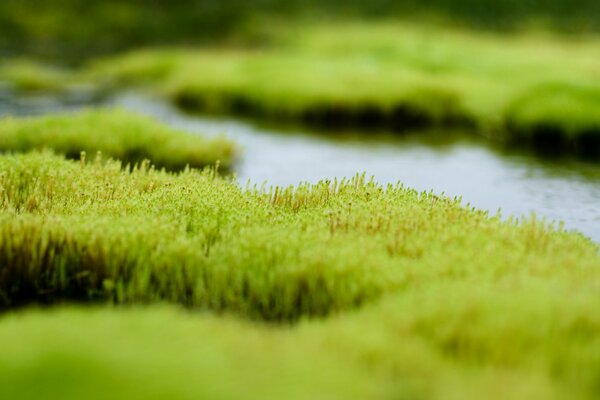Marais avec de l herbe verte et de l eau