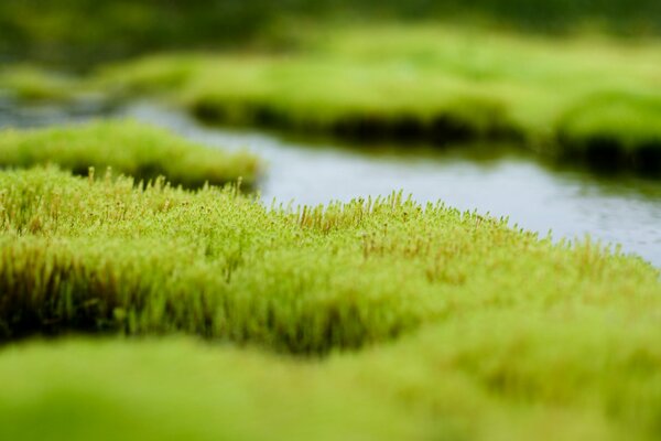 Palude con erba verde e acqua