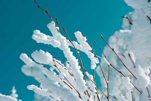 Frost auf Zweigen vor einem blauen Himmelshintergrund