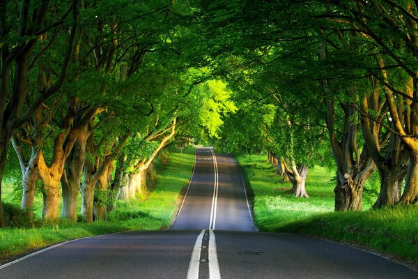 Carretera de asfalto en el bosque verde