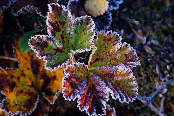 Foglie intagliate, gelo autunnale