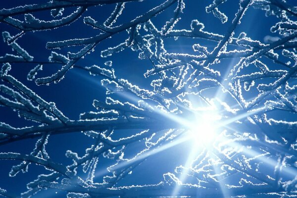 Branches d arbre dans la neige dans la lumière du soleil