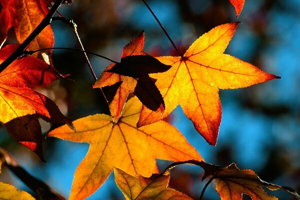 Herbst gelb orange Blätter auf blauem Hintergrund