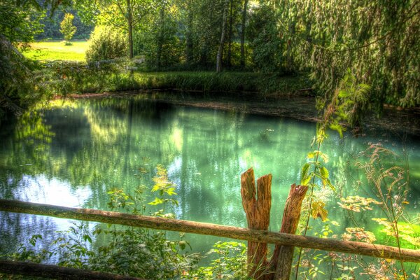 Río en medio del bosque verde