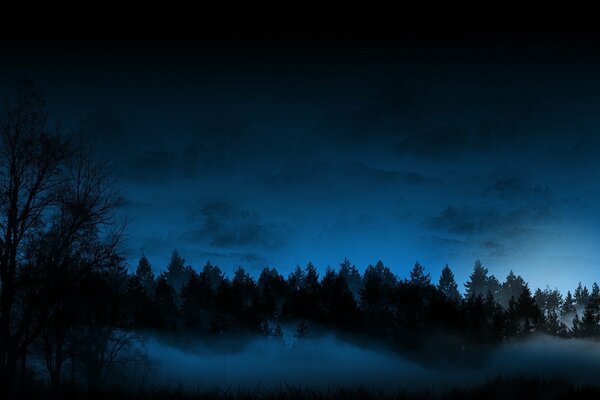 Night forest in fog