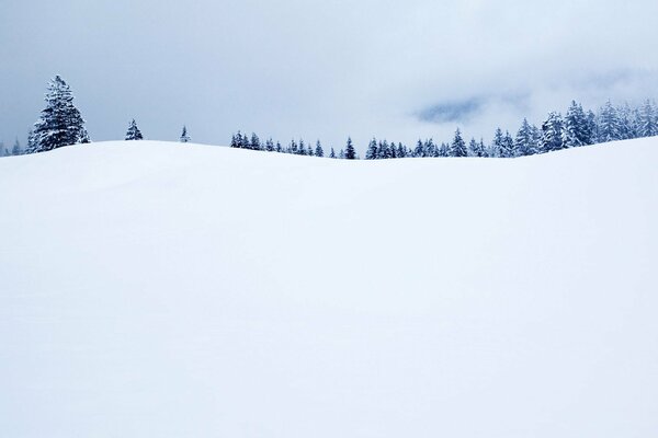 Paisaje de invierno abeto en el horizonte en la nieve