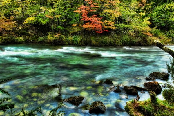 Fiume selvaggio tra rocce e alberi