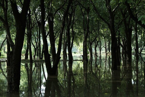 Arbres de forêt inondés