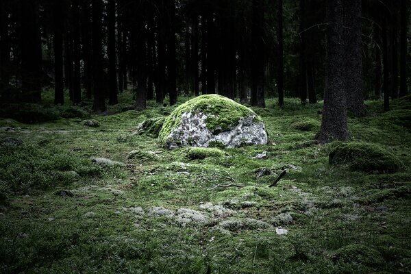 A huge stone in the forest overgrown with green moss