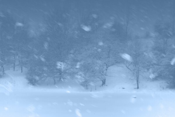 A blizzard through which snow-covered trees can be seen