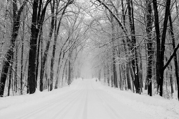 A snow-covered park alley with gloomy black trees