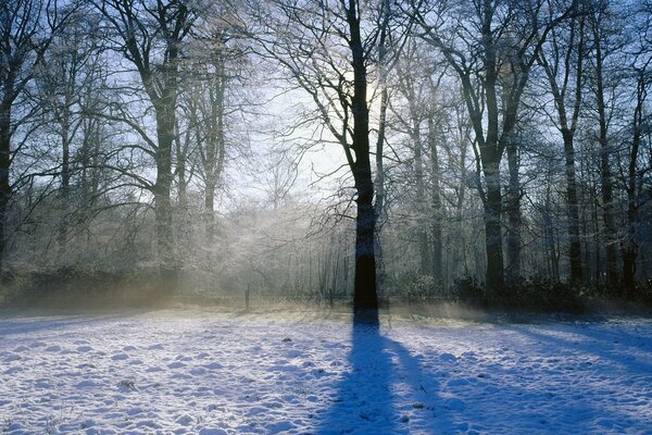 Sunlight pours through the bare trees on a winter, frosty morning