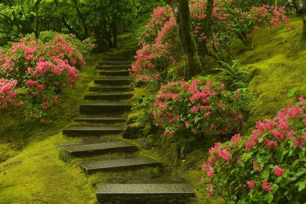 Escalera en el Jardín japonés del mundo