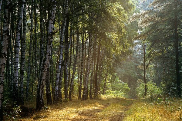 Sentier forestier le long d une série de bouleaux minces