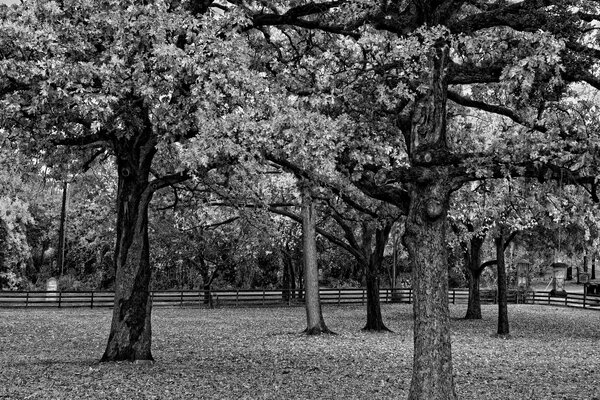 Black and white image of trees along the fence