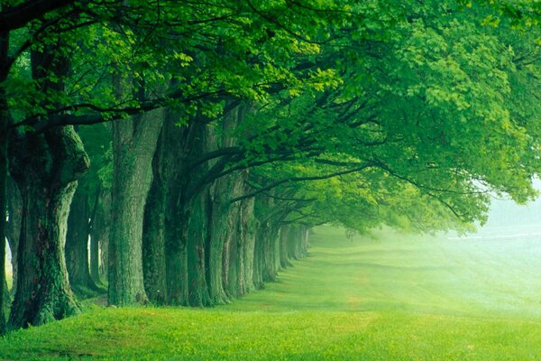 Morning fog in a quiet park