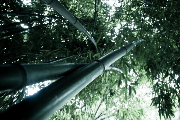 Green leaves of tall bamboo