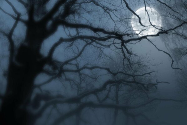 Misty moonlit night in the forest