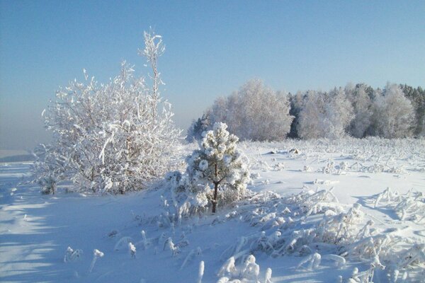 Abito bianco lanuginoso avvolto nella foresta