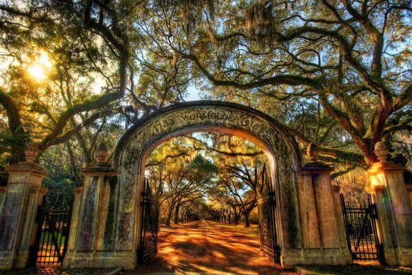 Wormsloe Park alley