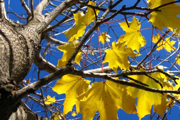 Remnants of yellow leaves on a bare tree