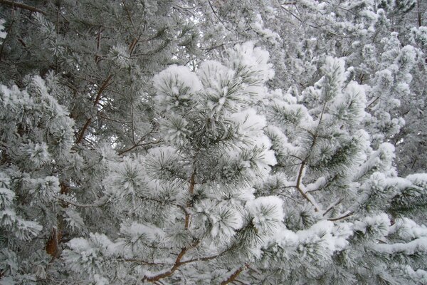 La bellezza della natura nella foresta invernale