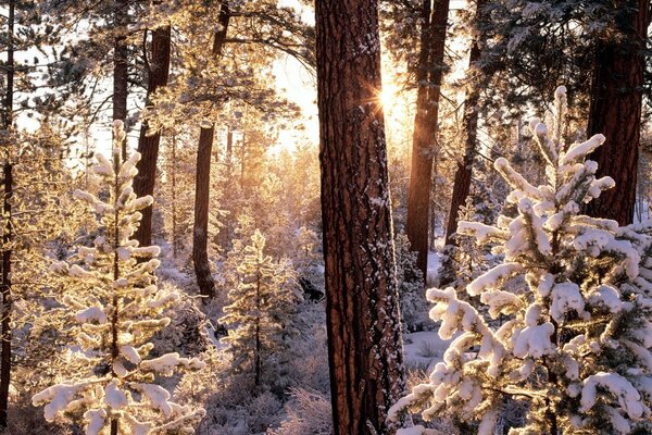 Schneebedeckte Fichten im Winterwald