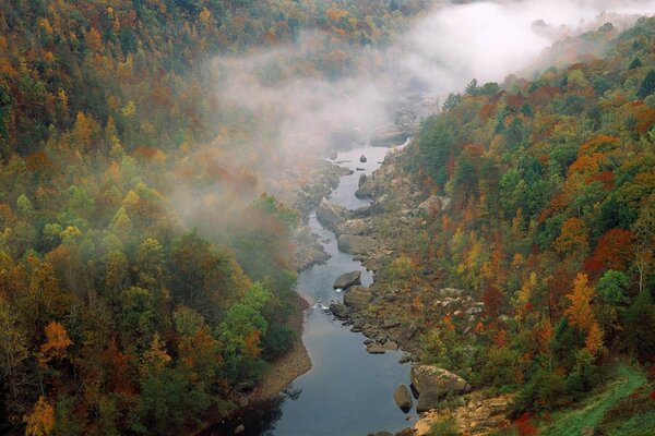 Fog over a river surrounded by forest